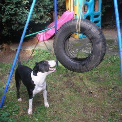 Tank, a bull terrier, photographed by their family for the original bullmania.co.uk gallery