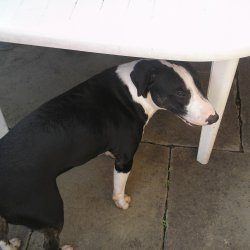 Tank, a bull terrier, photographed by their family for the original bullmania.co.uk gallery