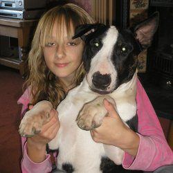 Tank, a bull terrier, photographed by their family for the original bullmania.co.uk gallery