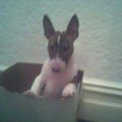 Tara, a bull terrier, photographed by their family for the original bullmania.co.uk gallery