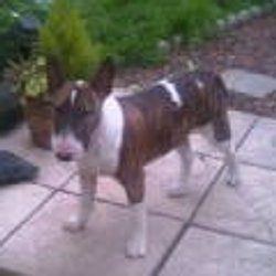 Tara, a bull terrier, photographed by their family for the original bullmania.co.uk gallery