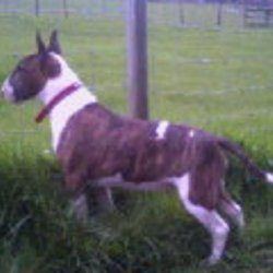 Tara, a bull terrier, photographed by their family for the original bullmania.co.uk gallery