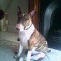 Tara, a bull terrier, photographed by their family for the original bullmania.co.uk gallery