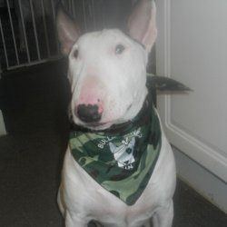 Troy and Daisy, a bull terrier, photographed by their family for the original bullmania.co.uk gallery