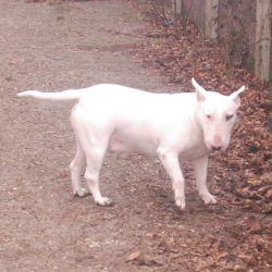 Troy and Daisy, a bull terrier, photographed by their family for the original bullmania.co.uk gallery