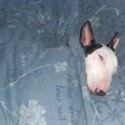 Troy and Daisy, a bull terrier, photographed by their family for the original bullmania.co.uk gallery