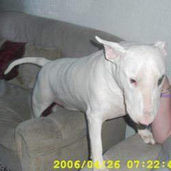 Troy and Daisy, a bull terrier, photographed by their family for the original bullmania.co.uk gallery