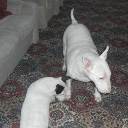 Troy and Daisy, a bull terrier, photographed by their family for the original bullmania.co.uk gallery