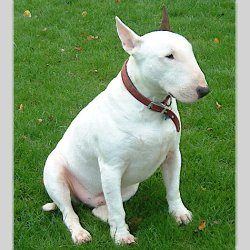Wilson, a bull terrier, photographed by their family for the original bullmania.co.uk gallery