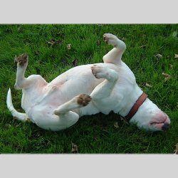 Wilson, a bull terrier, photographed by their family for the original bullmania.co.uk gallery