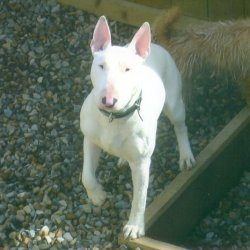 Winston, a bull terrier, photographed by their family for the original bullmania.co.uk gallery
