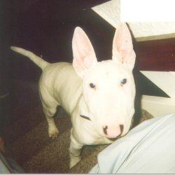 Winston, a bull terrier, photographed by their family for the original bullmania.co.uk gallery