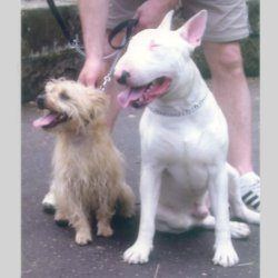 Winston, a bull terrier, photographed by their family for the original bullmania.co.uk gallery